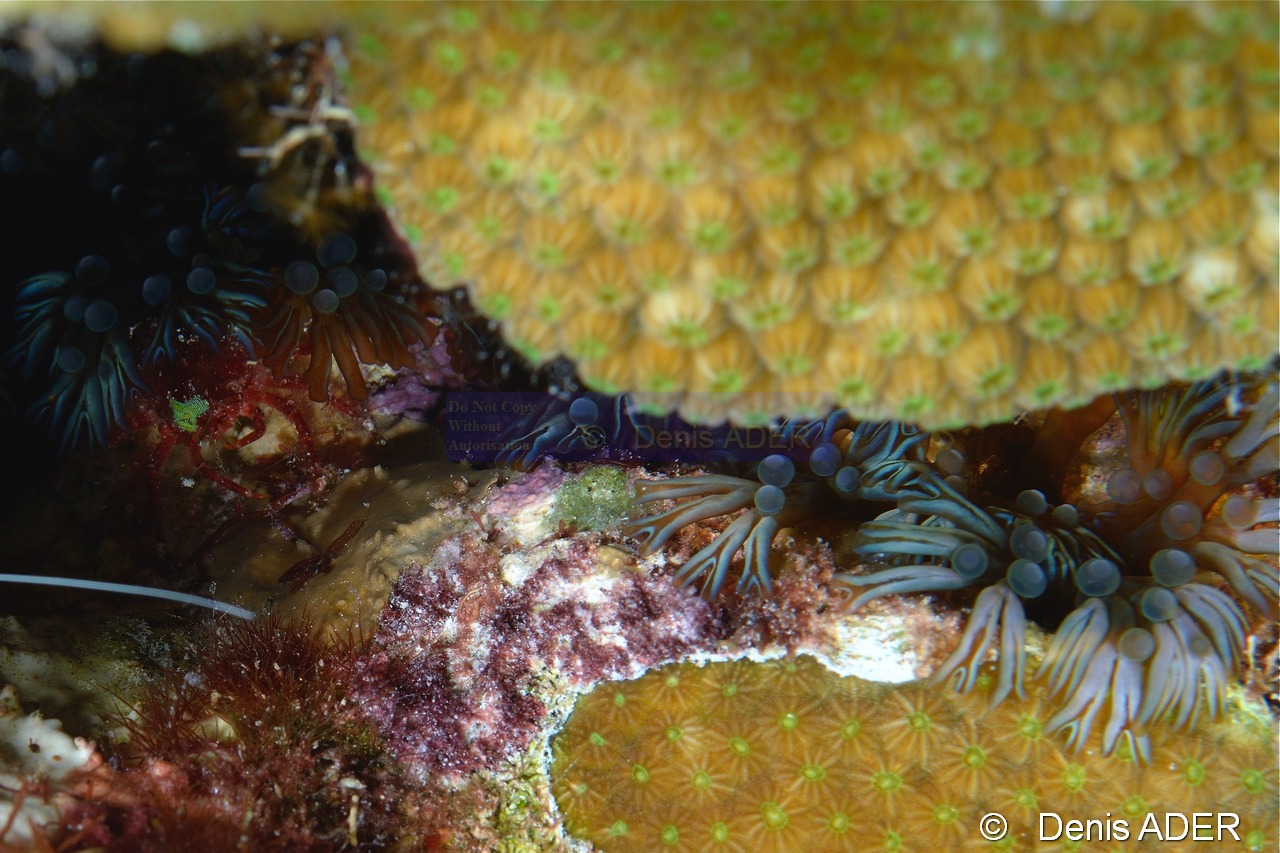 Lebrunia danae Anemone a rameaux-Bonaire Sampler-23m-20180219-Denis-ADER-DSC_6702_tn.jpg